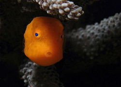 Juvenile boxfish, Bare Island by Doug Anderson 